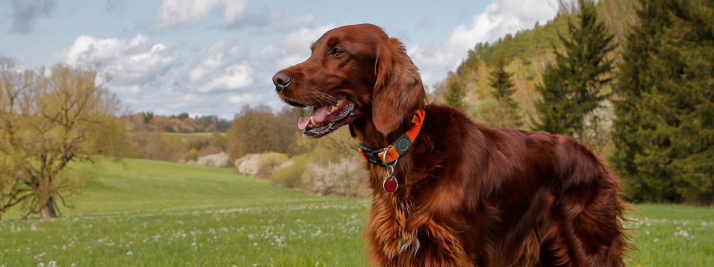 Irish setter outside in nature